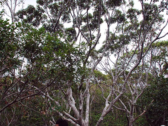 シージャーギー